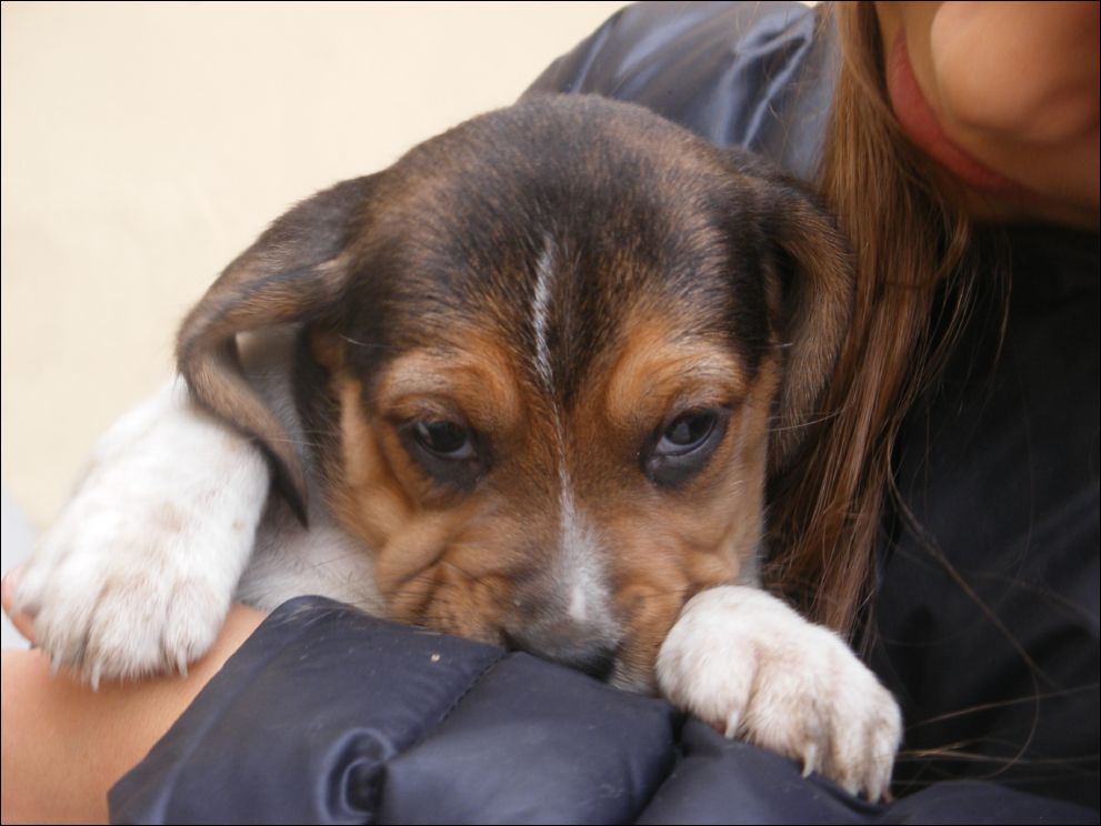 cuccioli amelie-66